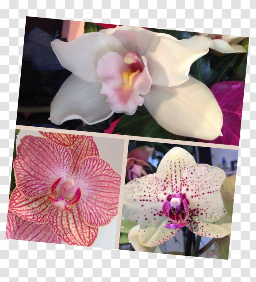 Moth Orchids Cattleya Pink M - Bocca Transparent PNG
