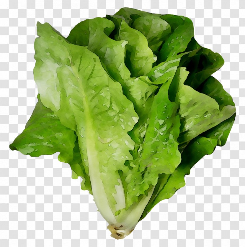 Romaine Lettuce Vegetable Greens Food Salad - Plant - Leaf Transparent PNG