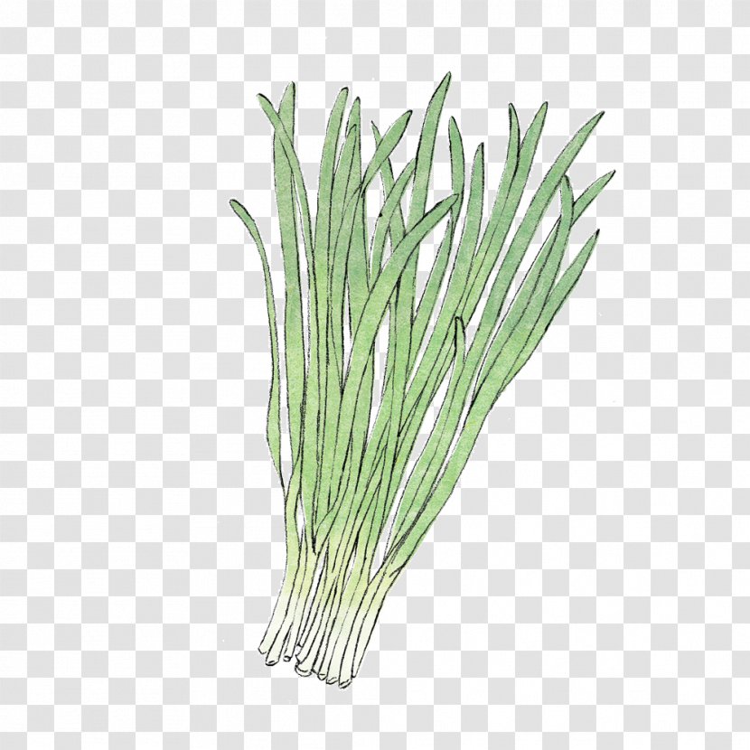 Allium Fistulosum Leaf Vegetable Herb Welsh Cuisine Scallion - Onion - Chives Transparent PNG