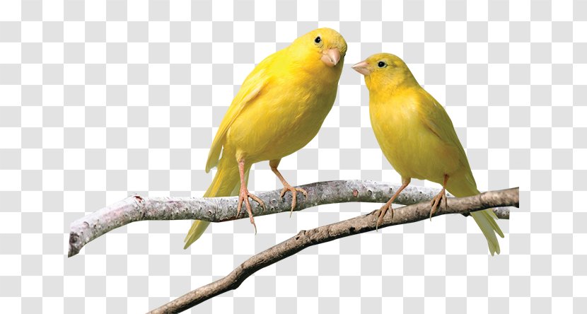 Domestic Canary Finches Budgerigar Pet Yellow - Reptile Transparent PNG