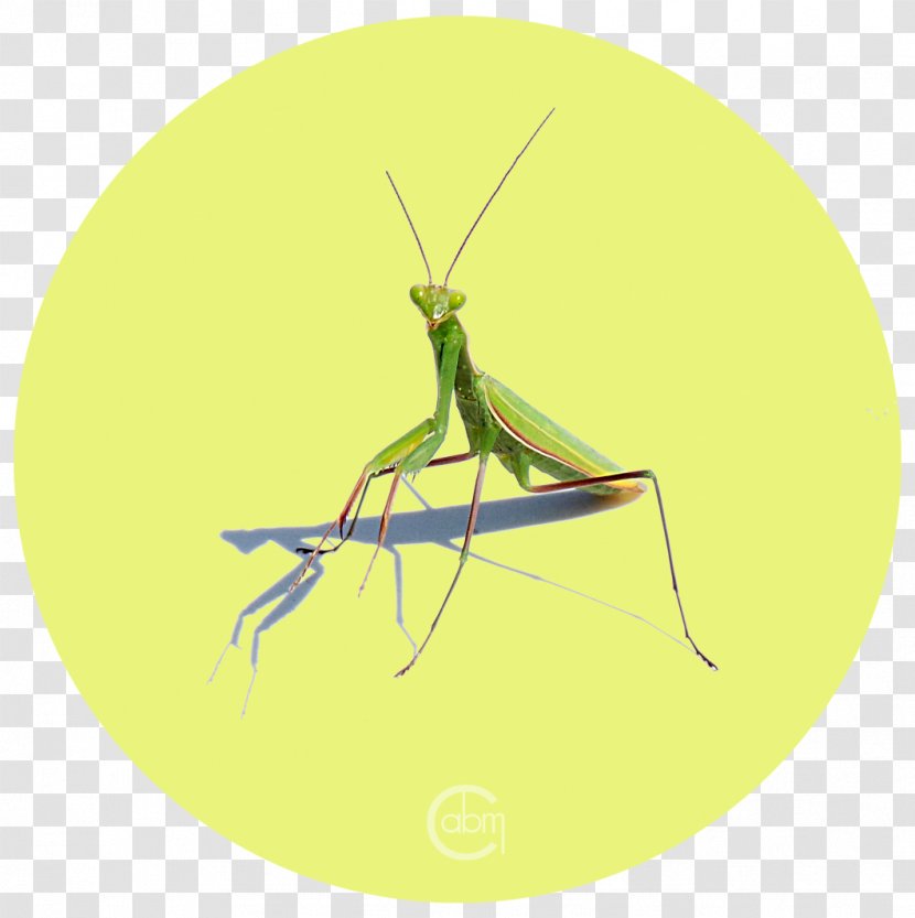 Insect Grasshopper Locust Pest Mantis - Cartoon - Pray Transparent PNG