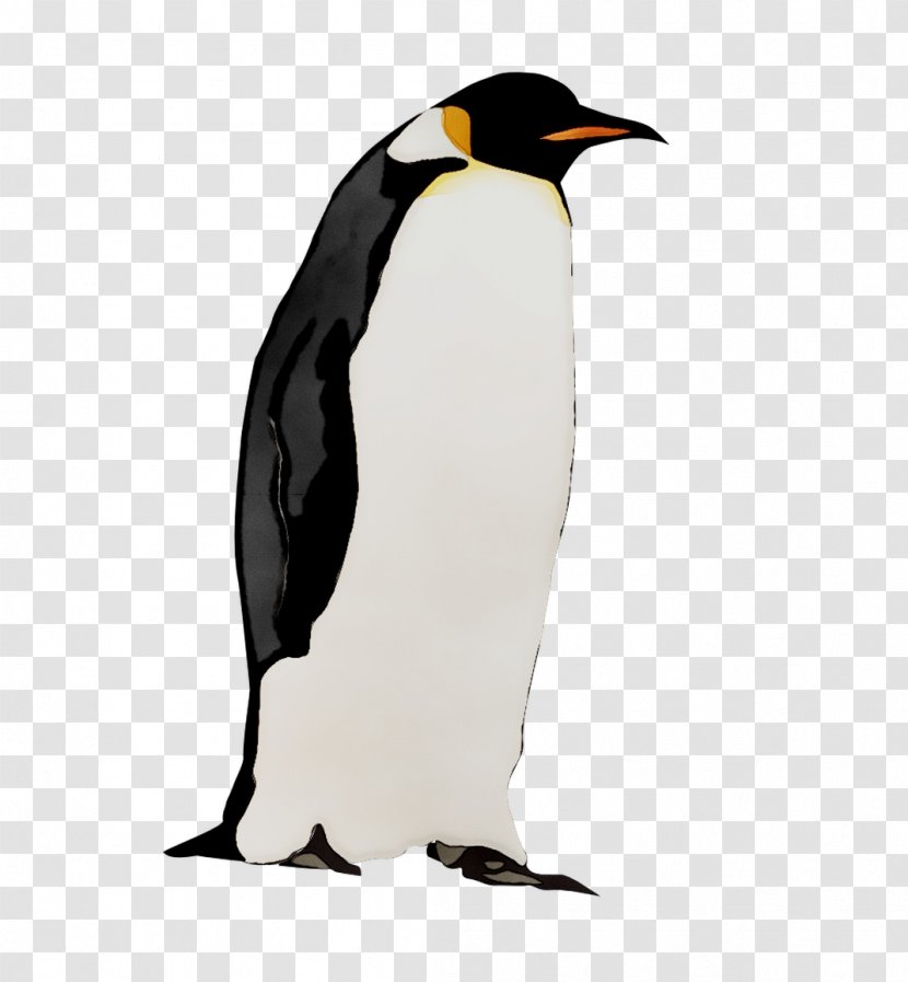 King Penguin Fauna Neck Beak - Emperor Transparent PNG