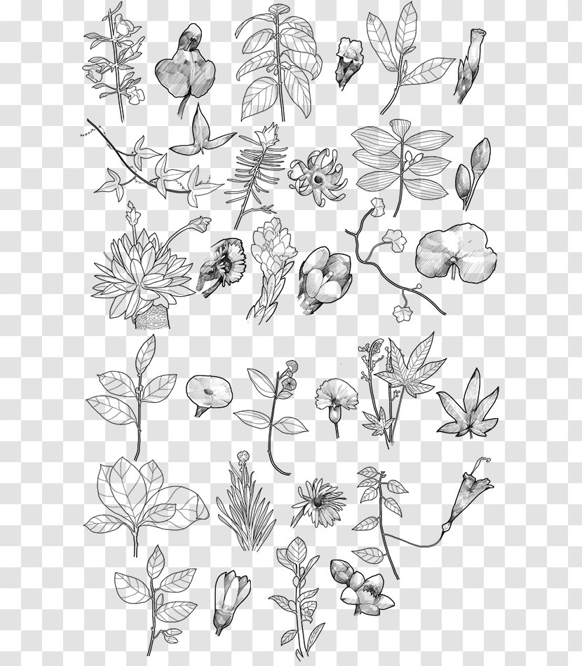 Biodiversity Of Colombia Floral Design - Area - Tree Transparent PNG