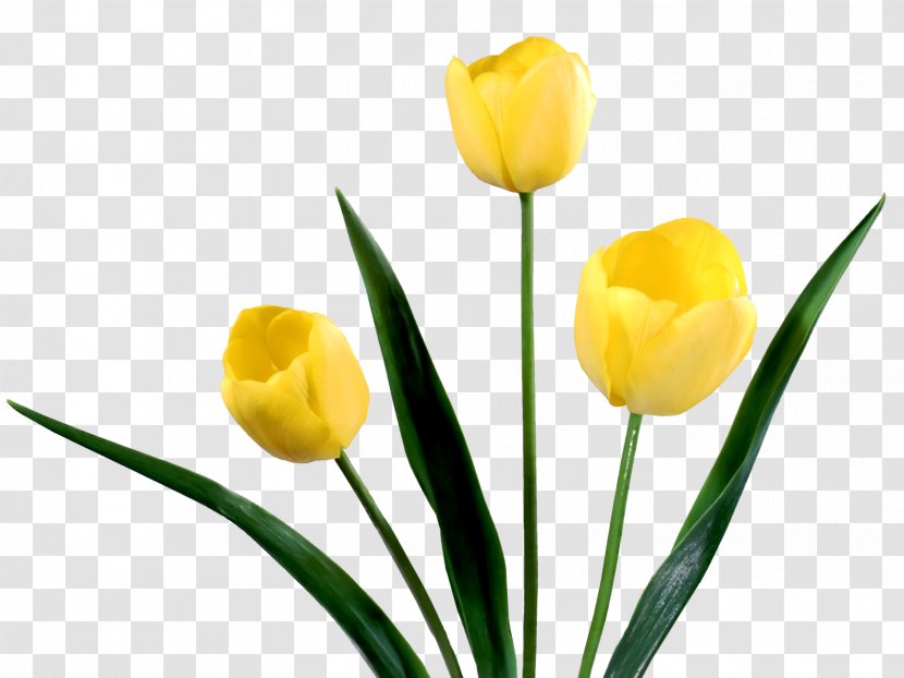 Tulip Netherlands Yellow Flower Bouquet Transparent PNG