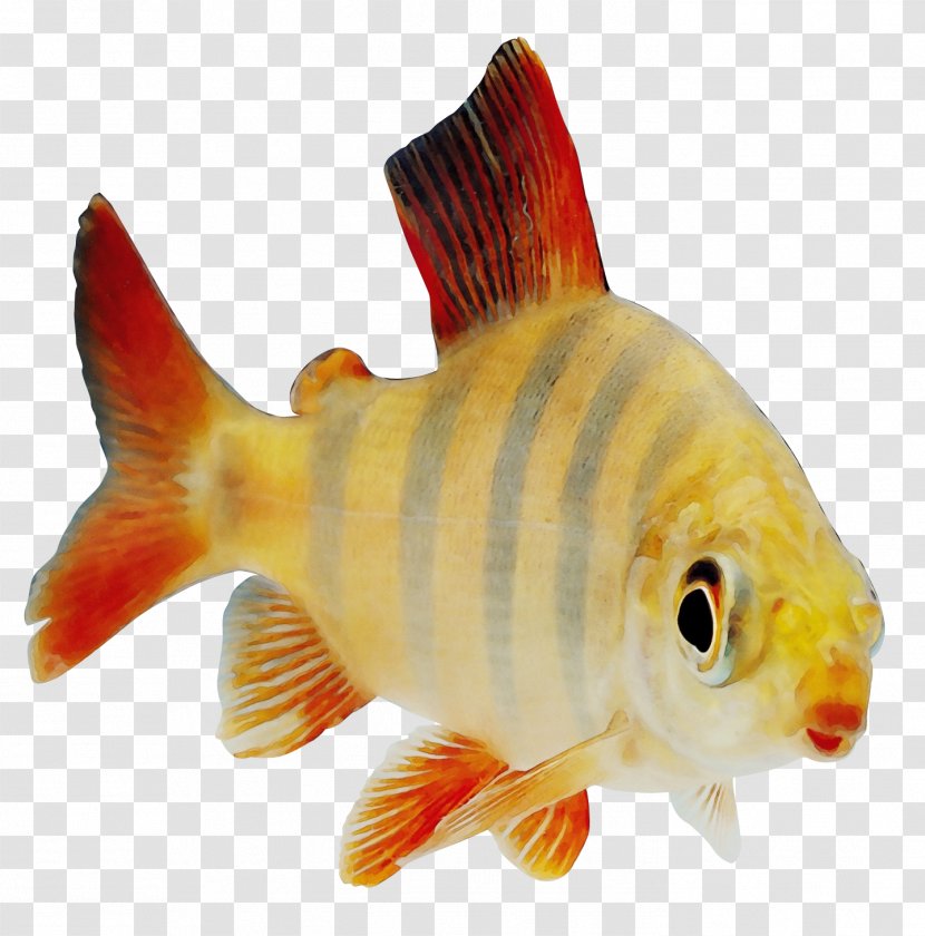 Fish Fin Feeder Goldfish - Paint - Carp Bonyfish Transparent PNG