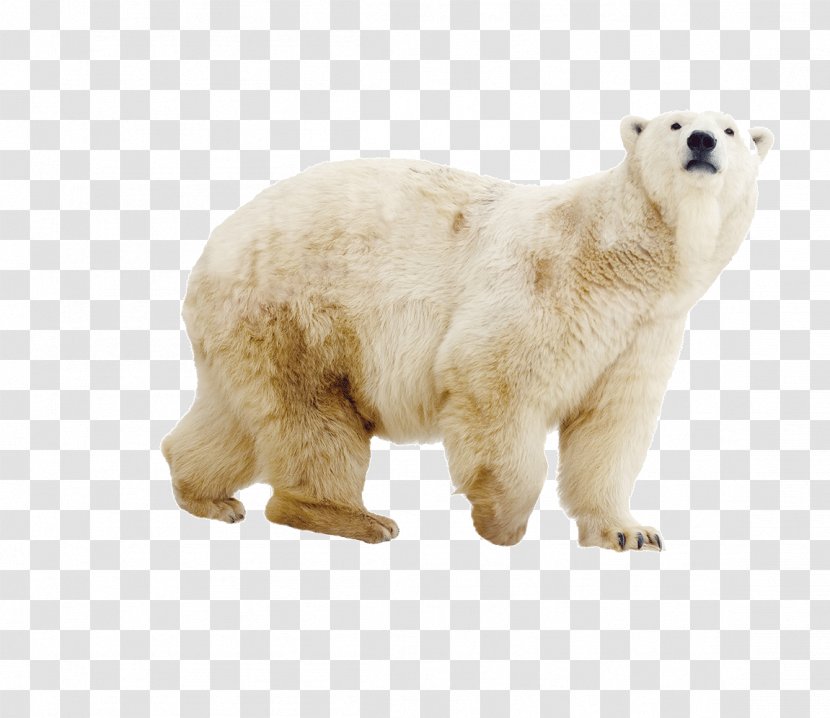 Polar Bear Brown - Frame - Pictures Transparent PNG