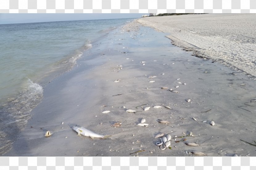 Longboat Key Mote Marine Laboratory Shore Red Tide Southwest Florida - Beach Transparent PNG