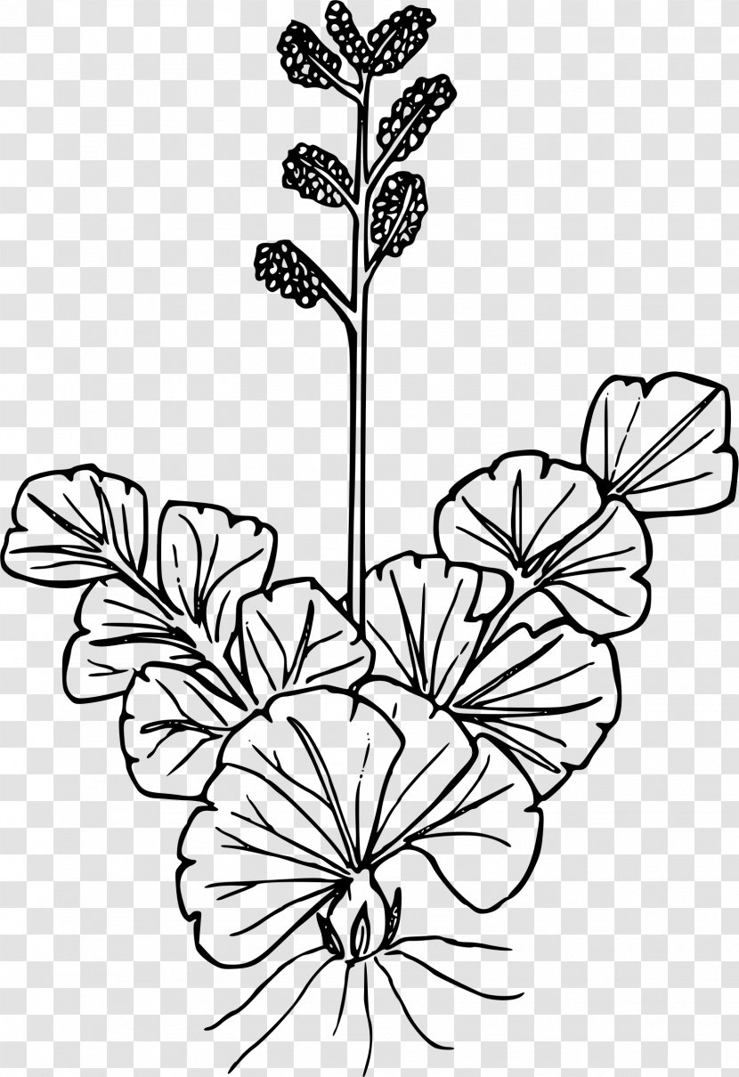 Wildflower Drawing Line Art - Visual Arts - Common Reed Transparent PNG