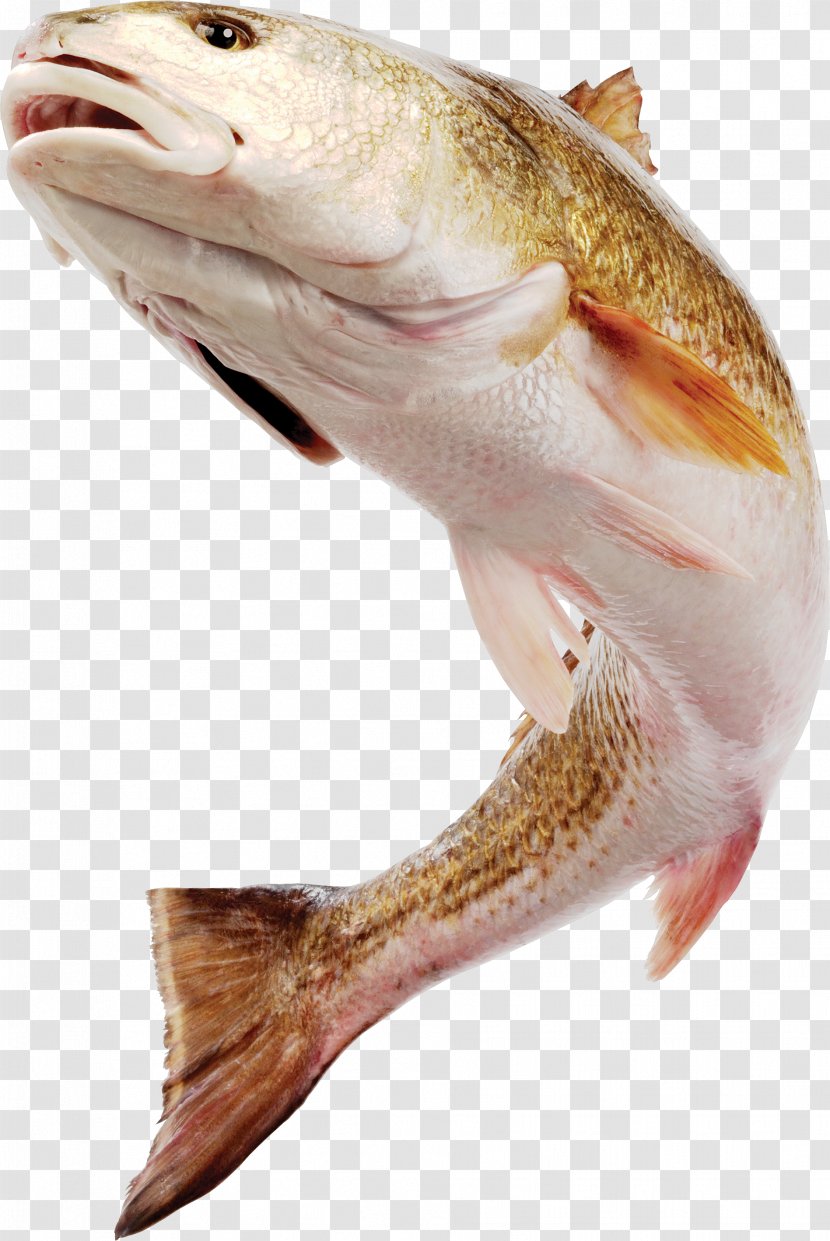 Fish Download Photography - Products - HD-kind Image Transparent PNG