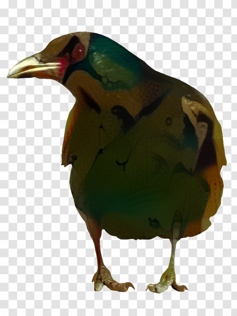 Bird Cartoon - Crow - Songbird Perching Transparent PNG