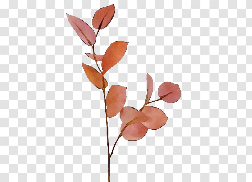 Family Tree Background - Plant - Magnolia Transparent PNG