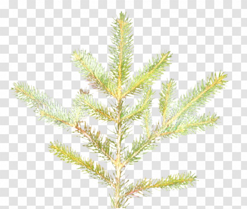 Christmas Black And White - Spruce - Western Yellow Pine Plant Stem Transparent PNG