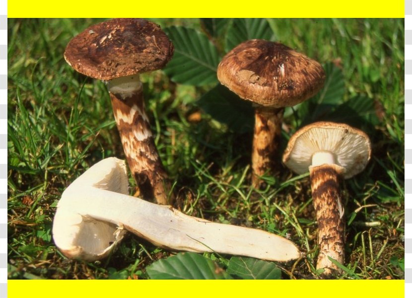Common Mushroom Pleurotus Eryngii Russula Integra Shiitake Matsutake Transparent PNG