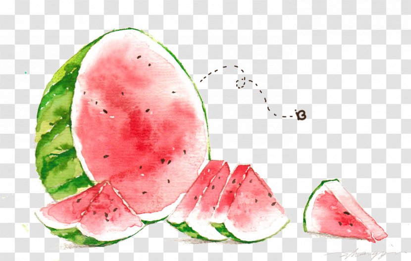Watermelon Watercolor Painting Illustration - Citrullus - A Big Transparent PNG