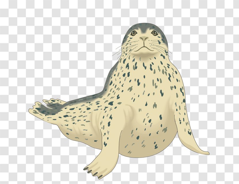 Harp Seal Pinniped Harbor Clip Art - Animal Figure Transparent PNG