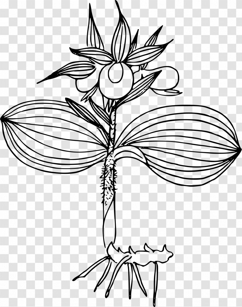 Cypripedium Reginae Line Art Clip - Orchid Vector Transparent PNG