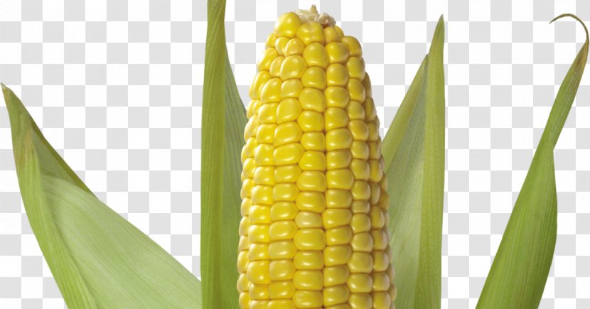 Corn On The Cob Sweet Flint Clip Art - Kernels - Popcorn Transparent PNG