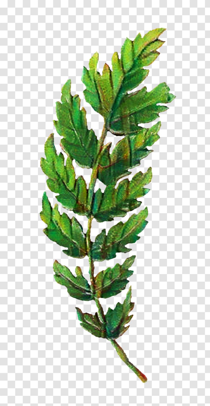 Clip Art Leaf Image - Vascular Plant Transparent PNG