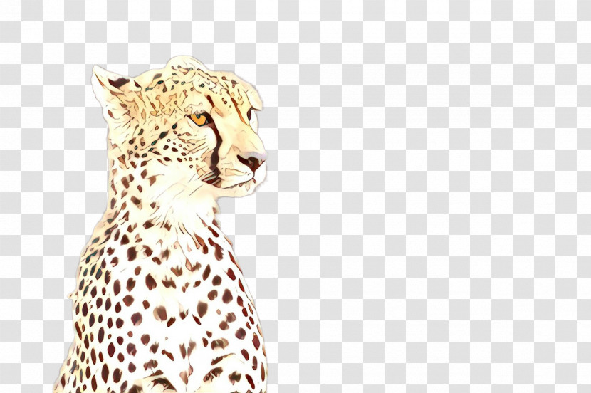 Cheetah Wildlife Head Animal Figure Small To Medium-sized Cats Transparent PNG