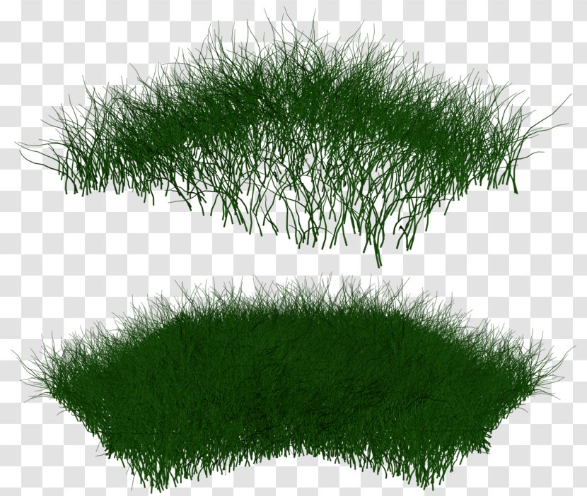 Grasses Lawn Ornamental Grass DeviantArt - Plant Transparent PNG