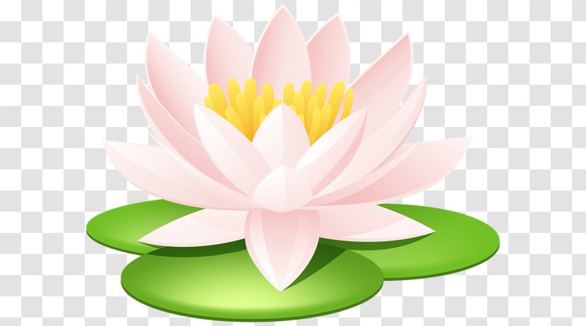 Nelumbo Nucifera Lilium Nymphaea Lotus Clip Art - Water Lilies - Flower Transparent PNG