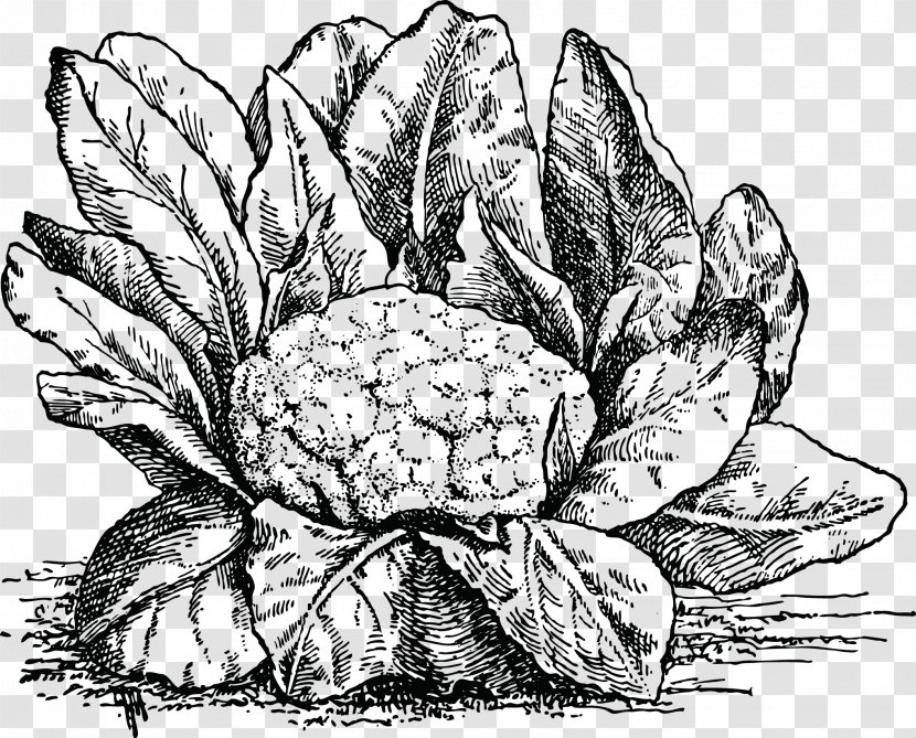 Vegetable Drawing Food Illustration - Tree - Vector Painted Cauliflower Transparent PNG