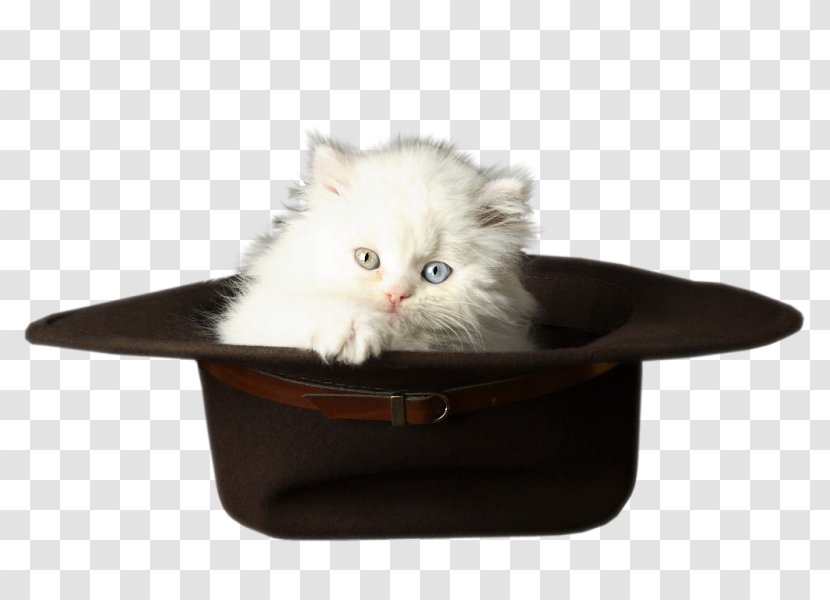 Kitten Cat - Like Mammal - In The Hat Transparent PNG