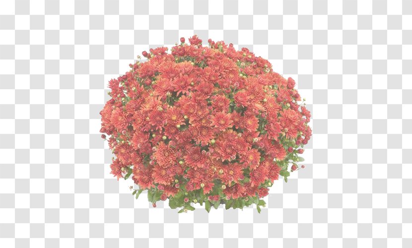 Flower Flowering Plant Red Cut Flowers - Geranium Annual Transparent PNG