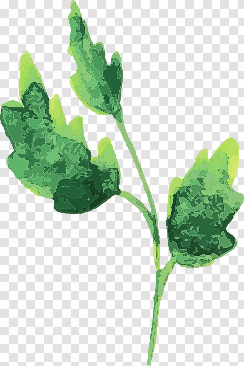 Leaf Plant Stem Leaf Vegetable Plant Pathology Herb Transparent PNG