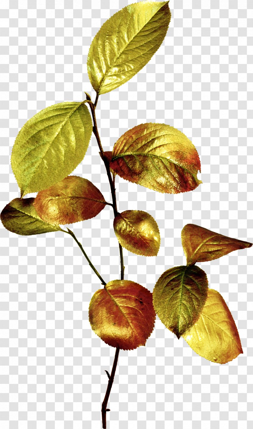 Leaf Branch Clip Art Tree - Woody Plant - Autum Transparent PNG