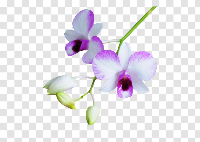 Flower Purple Petal - Flowering Plant - Floral Decoration Pattern Transparent PNG