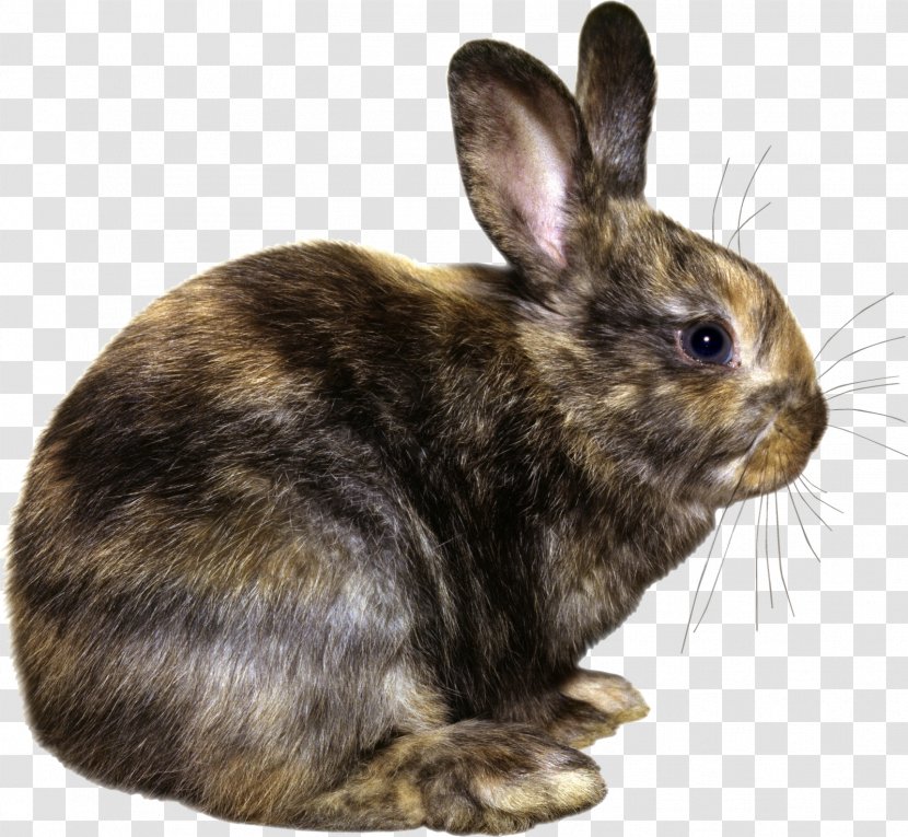 Easter Bunny Hare Domestic Rabbit European - Animal - Coelho Transparent PNG