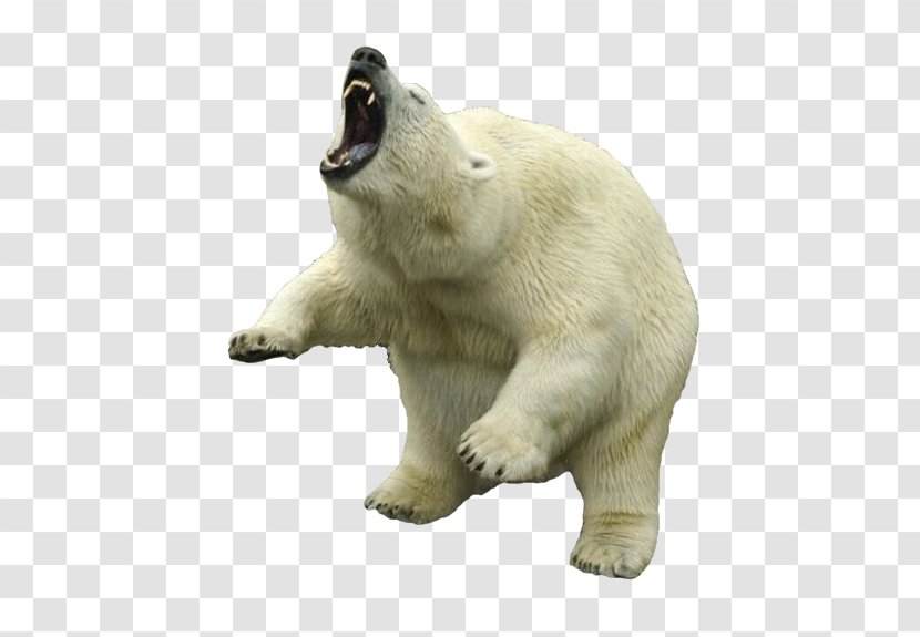 Polar Bear - American Black - Clipart Transparent PNG
