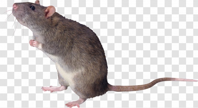Brown Rat Mouse Black Ricefield - Mouse, Image Transparent PNG