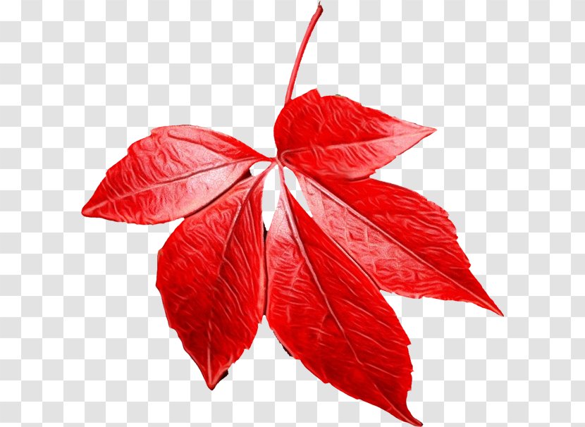 Red Maple Tree - Deciduous Woody Plant Transparent PNG