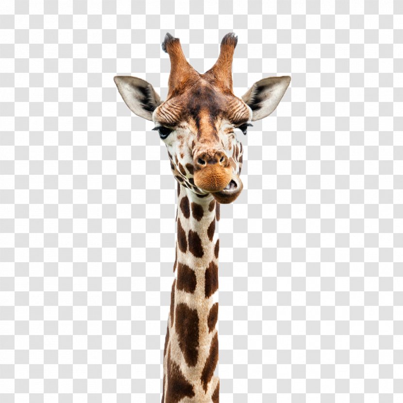 Giraffe Stock Photography Royalty-free Illustration - Royaltyfree - A Transparent PNG