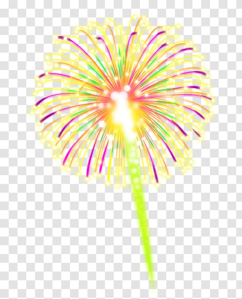 Transvaal Daisy Close-up Line Plant Stem - Flower Transparent PNG