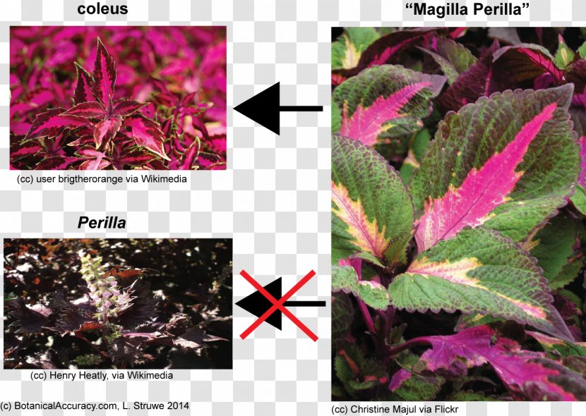 Leaf Beefsteak Plant Coleus Plectranthus Scutellarioides Mints - Annual Transparent PNG