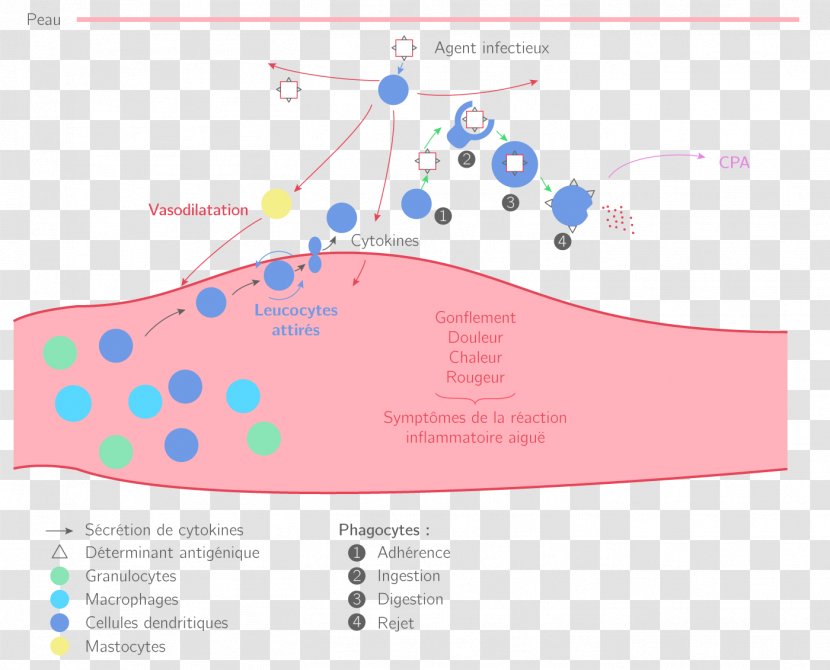 Inflammation Terminale Scientifique Adaptive Immune System - Antibody - Sciences De La Vie Et Terre Transparent PNG