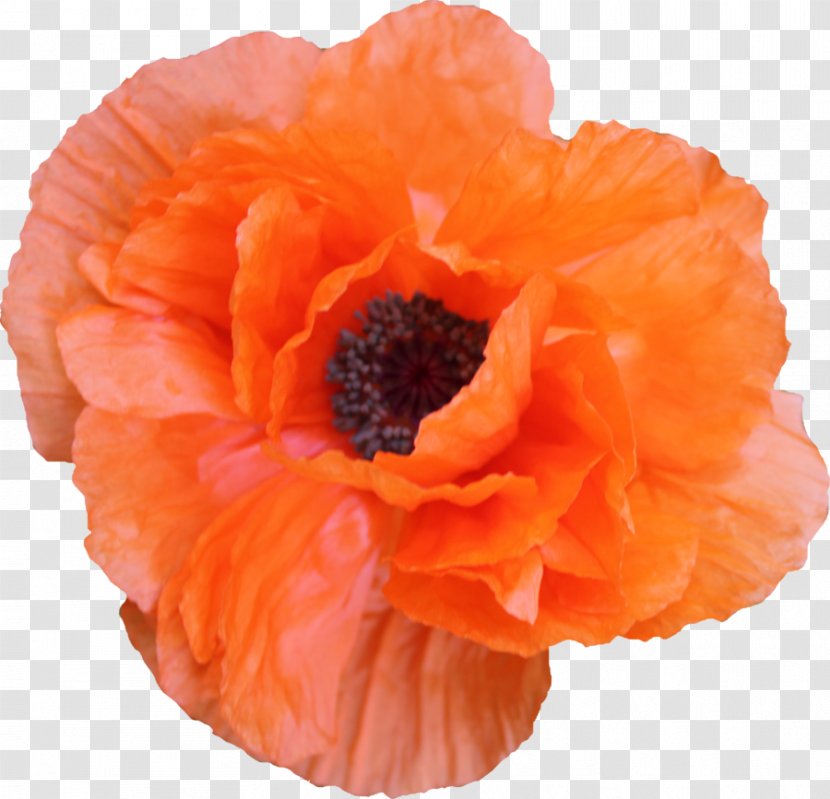 Poppy Flower - Drawing - Peach Blossom Transparent PNG