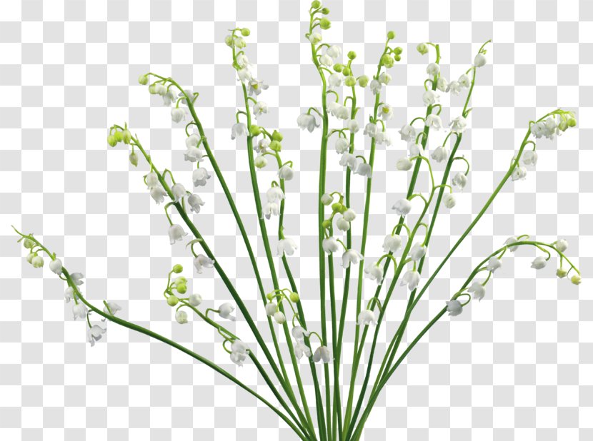 Lily Of The Valley Cut Flowers Desktop Wallpaper - Computer - Tubes Transparent PNG