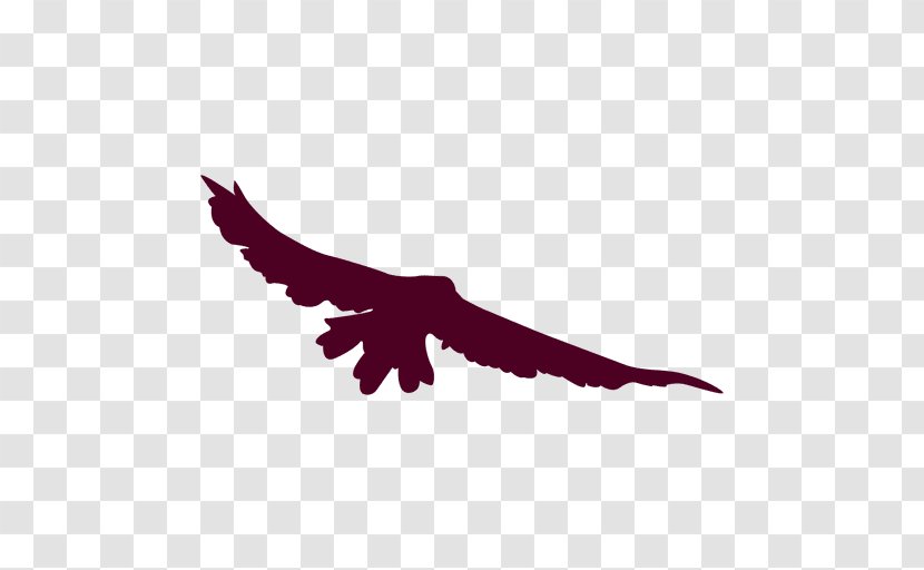 Eagle Bird Flight - Beak Transparent PNG