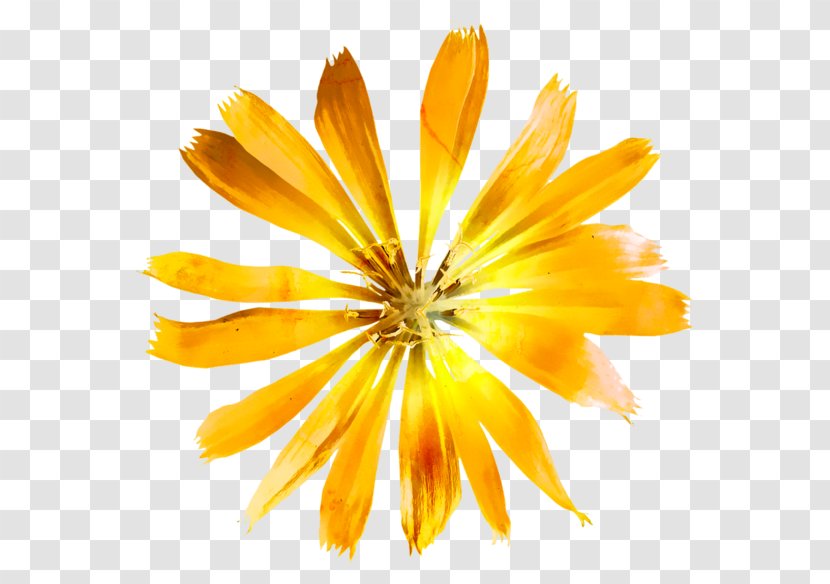 Watercolor: Flowers Yellow Watercolor Painting - Flower Transparent PNG