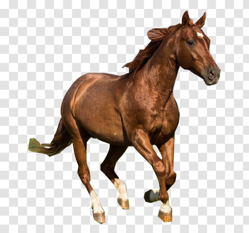 American Quarter Horse Mustang Dutch Warmblood Tennessee Walking Foal - Like Mammal Transparent PNG