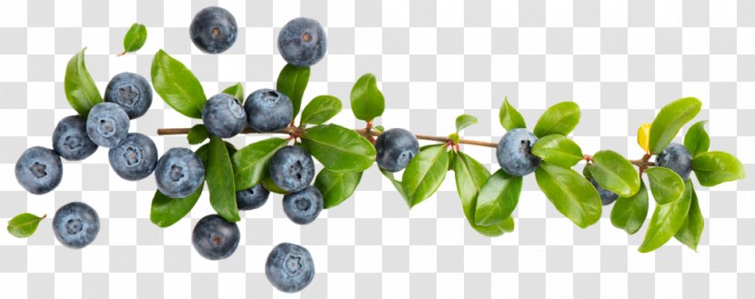 Bilberry European Blueberry Berries Royalty-free Transparent PNG