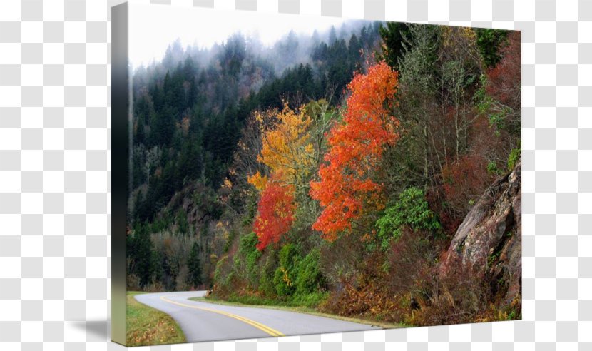 Temperate Broadleaf And Mixed Forest Vegetation Larch Landscape - Blue Ridge Mountains Transparent PNG