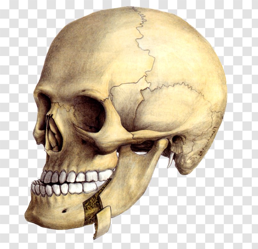 Mandible Osteotomy Chin Surgery Jaw - Skull - Prognathism Transparent PNG