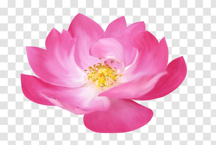 Flower Nelumbo Nucifera Clip Art - Blog - Lotus Transparent PNG