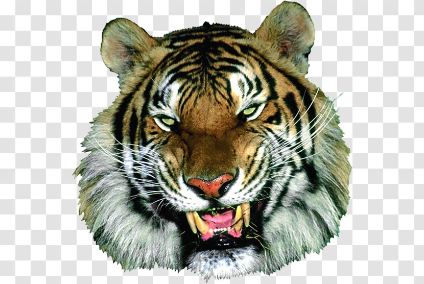 Tiger Animaatio Cat - Footage Transparent PNG