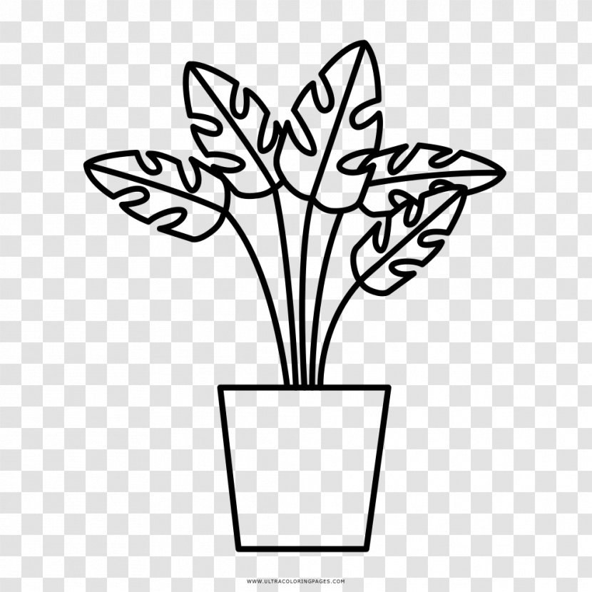 Medicinal Plants Drawing Coloring Book Leaf - Flower - Plant Transparent PNG
